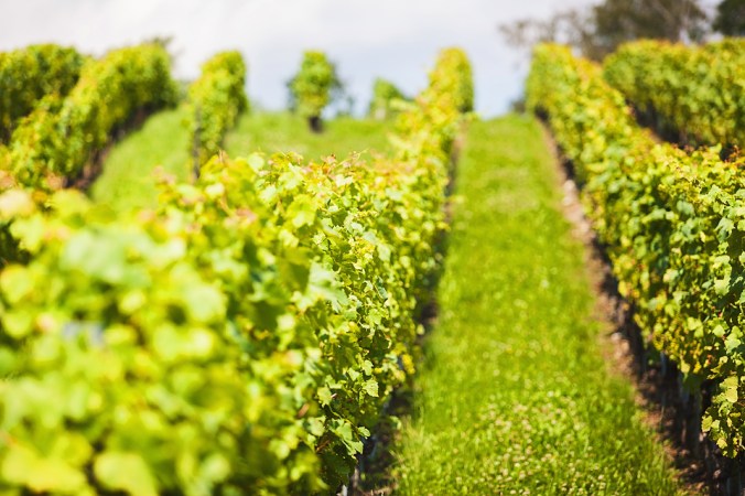 Nicole Priest-Swiss National Day-Sierro-2 copy 2