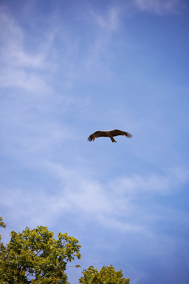 Nicole Priest-Swiss National Day-Sierro-9